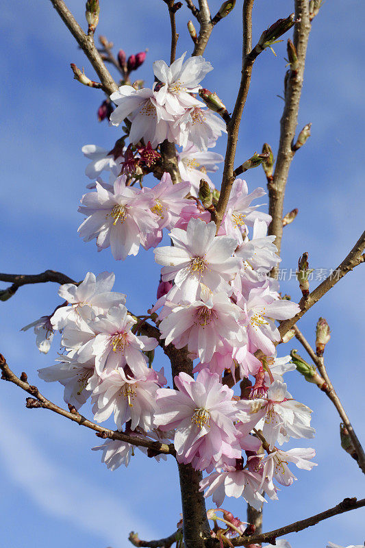 粉红樱花Prunus subhirtella autumnalis 'Rosea'